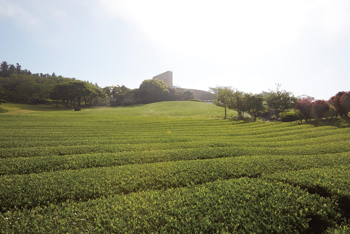 O'sulloc tea fields